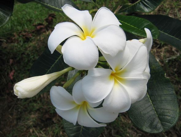 Wild Flowers of Palau 3