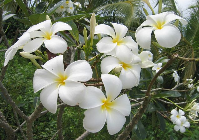 Wild Flowers of Palau 7
